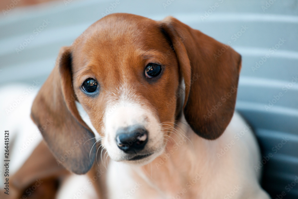 Dachshund puppy dog portrait 