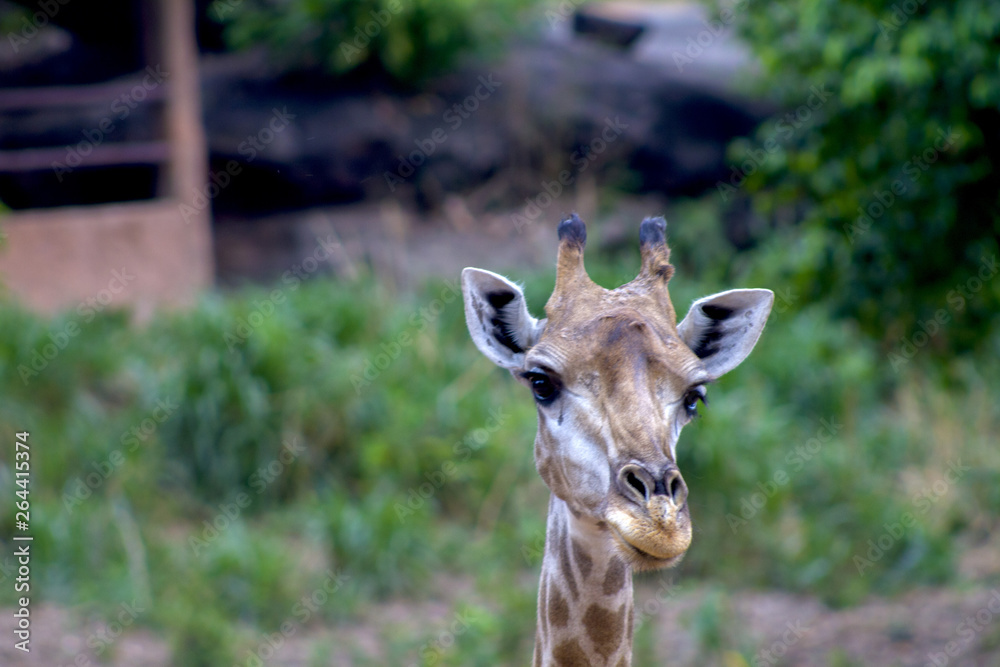 Fototapeta premium The big giraffe the forest