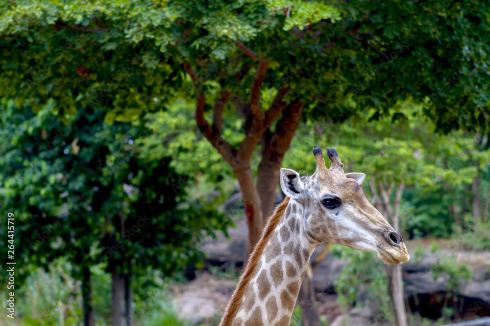 Obraz premium The big giraffe the forest