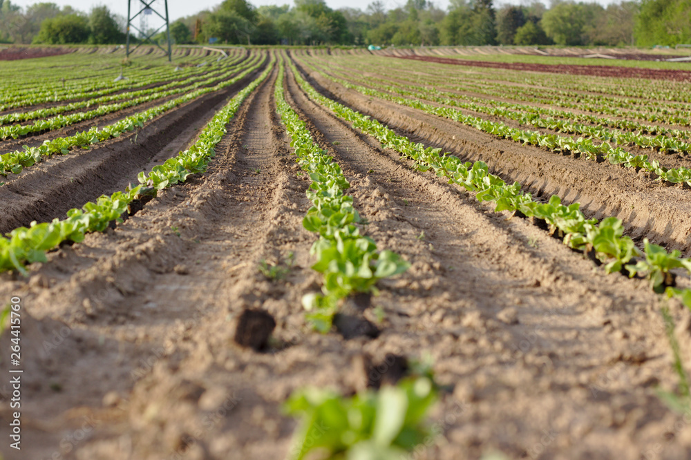 Young seedlings of green and red salads in the field