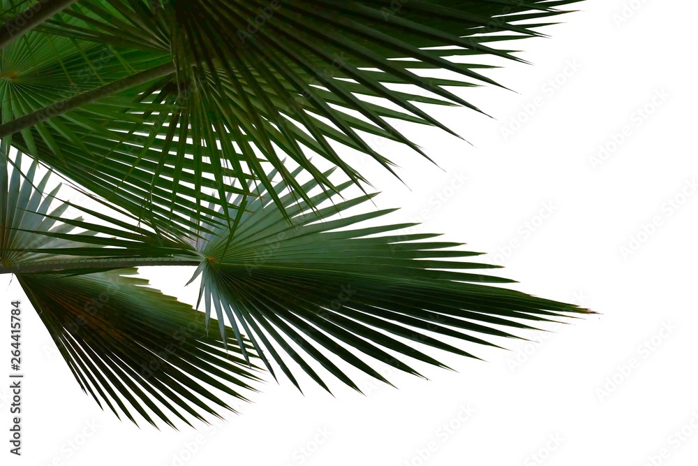 Obraz premium Tropical palm leaves on white isolated background for green foliage backdrop 