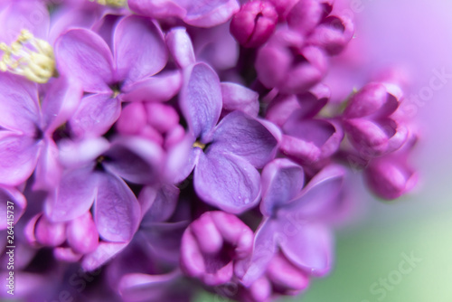 closeup of purple flower of lilac 