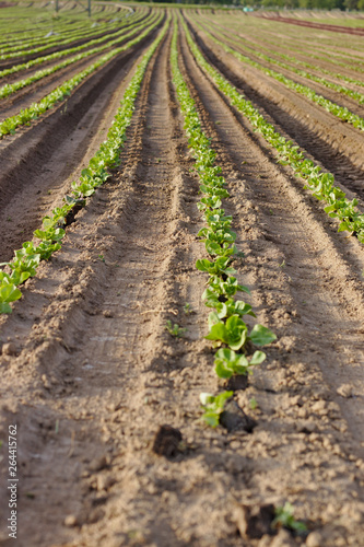 Young seedlings of green and red salads in the field