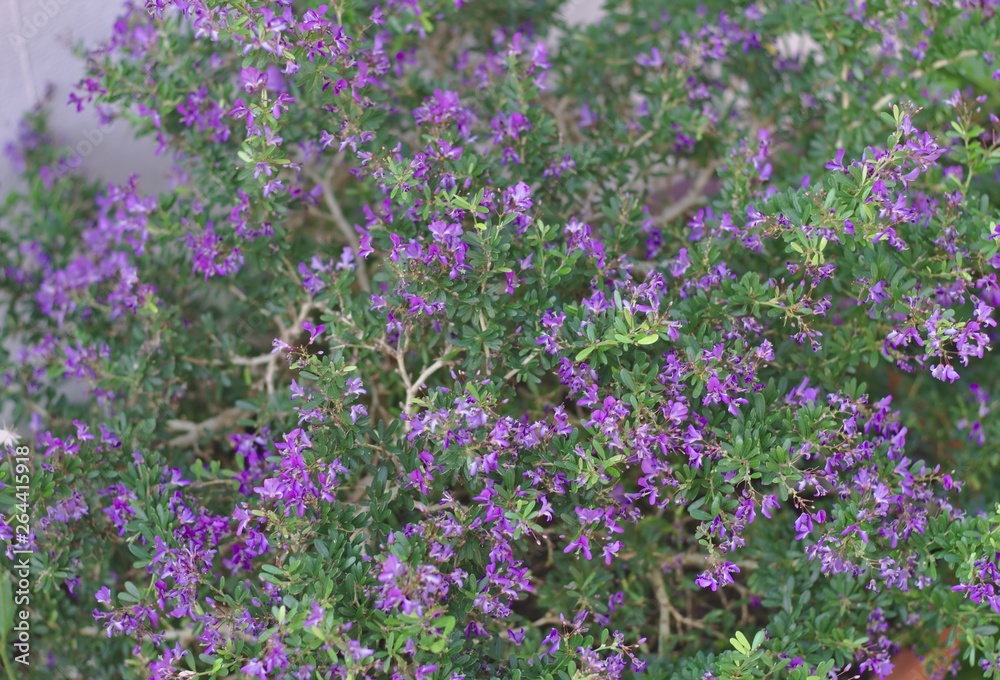Fototapeta premium Small shrub background The surrounding small purple flowers