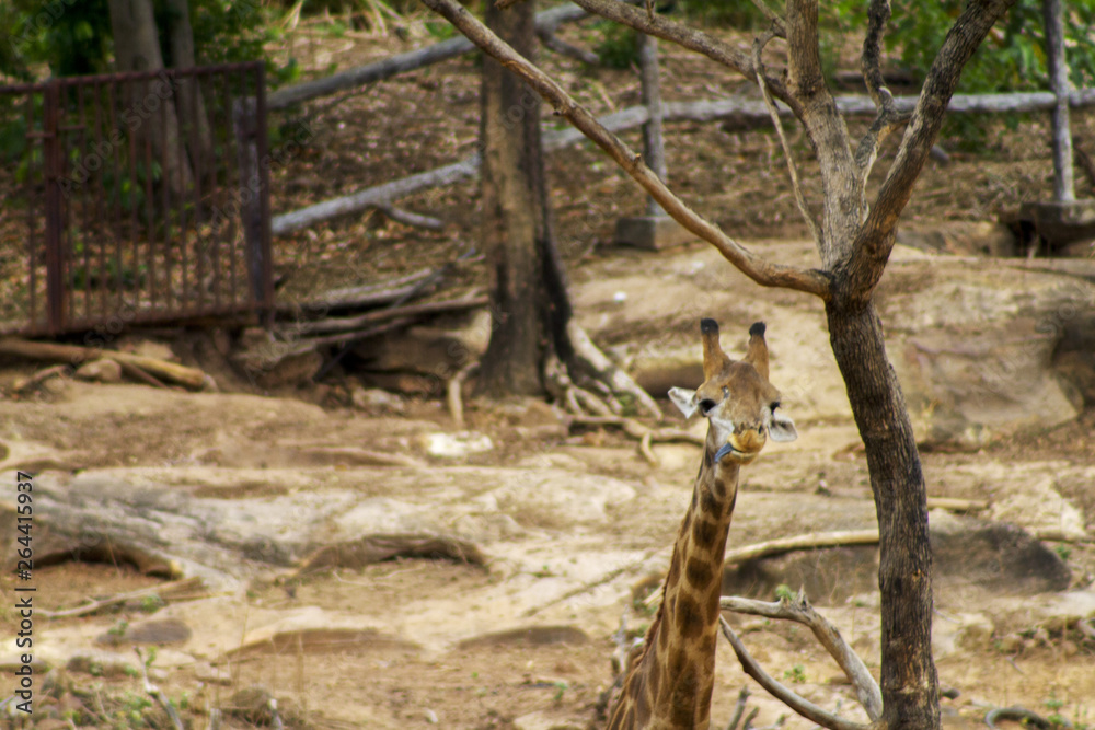 Fototapeta premium The big giraffe the forest