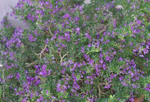 Small shrub background The surrounding small purple flowers