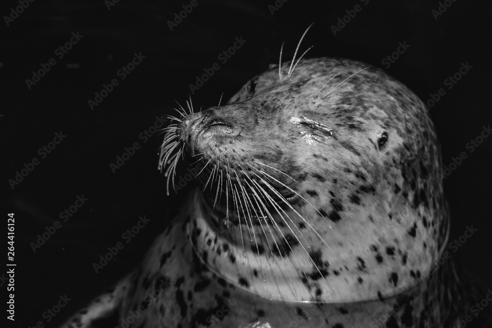 Seal in Washington State