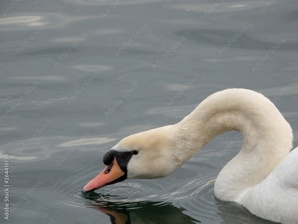 Obraz premium Schwan am Trinken