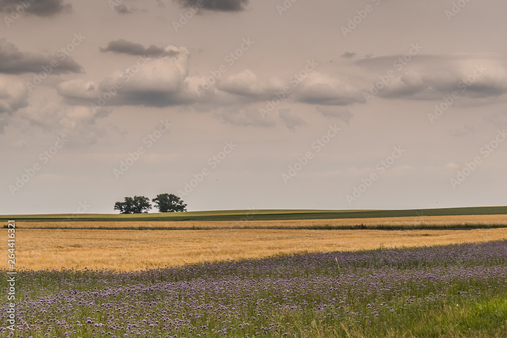 Obraz premium Insel Poel