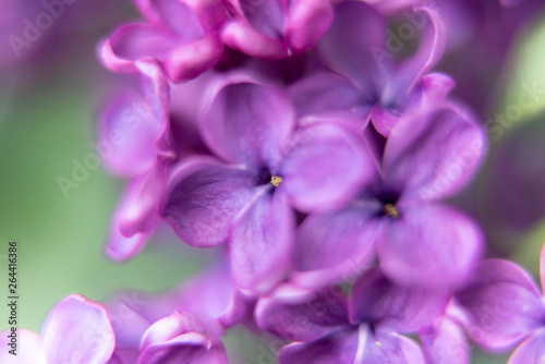 closeup of purple flower of lilac  © Mariia