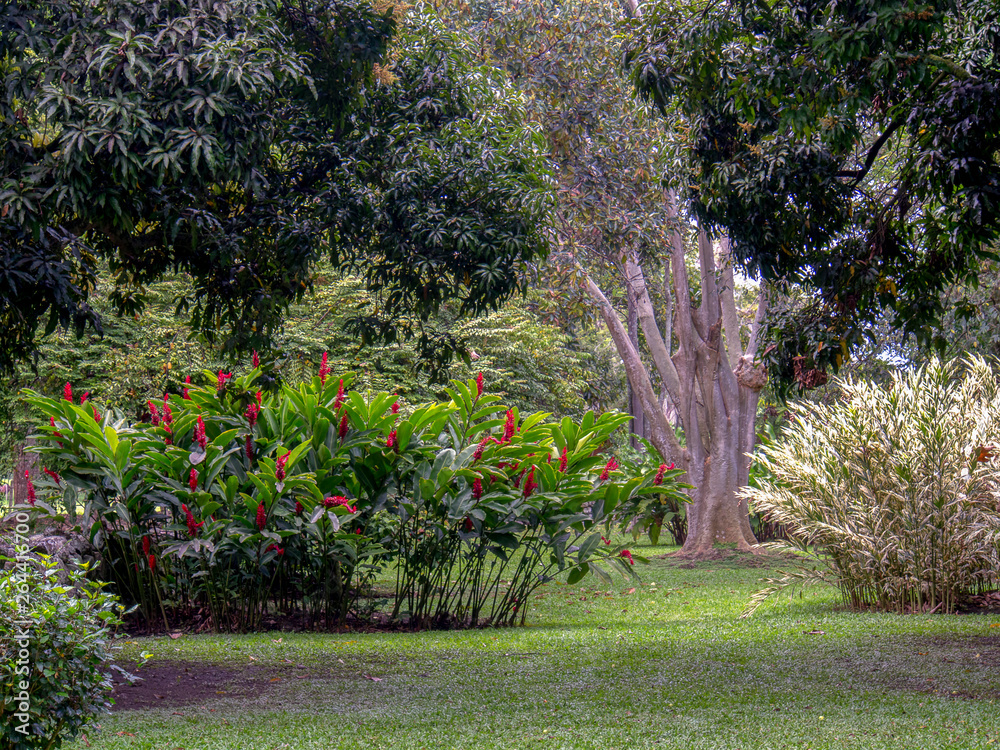 Tropical garden typical from the south of Colombia. Captured at the Andean mountains of southern Colombia.