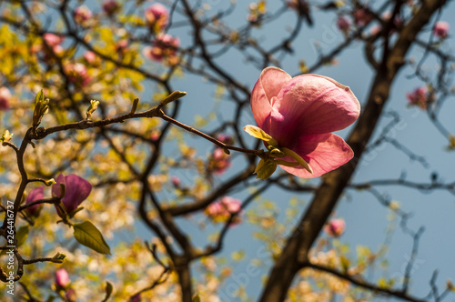 Magnolia tree blossom photo