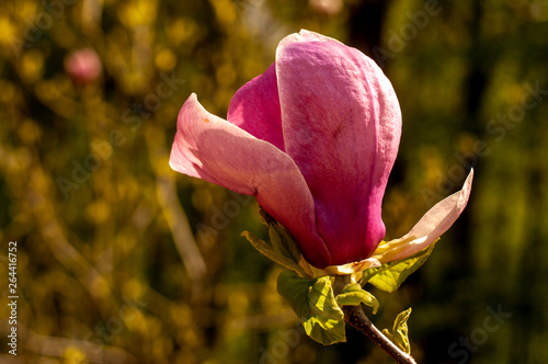 Magnolia tree blossom photo