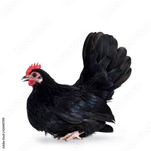 Black dwarf chicken / rooster, sitting side ways. Isolated on white background. Beak little open. © Nynke