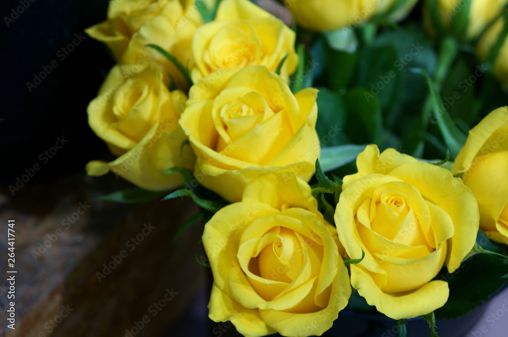Naklejka premium full bloom rose colorful flower