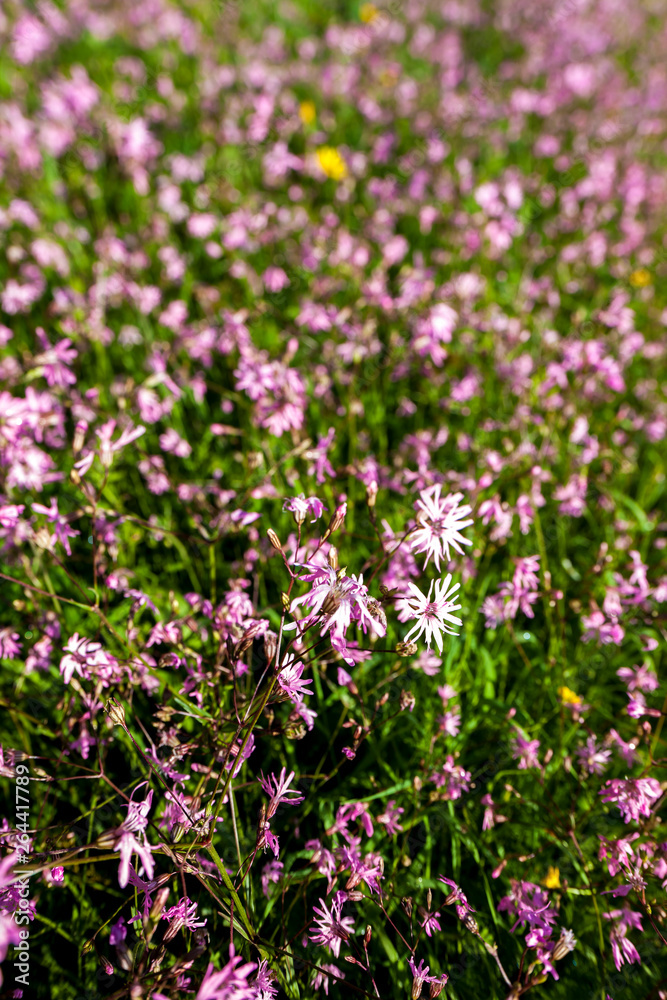 meadow near village Vernasca, Italy meadow near village Vernasca, Italy