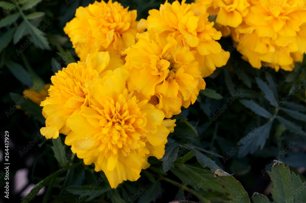 full bloom Marigold flower full bloom Marigold flower
