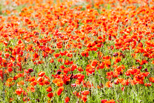 field with poppies