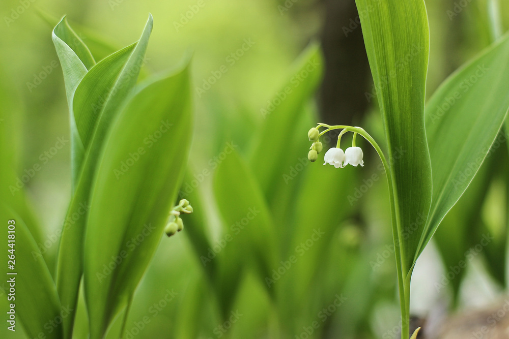 lily of the valley in the forest lily of the valley in the forest