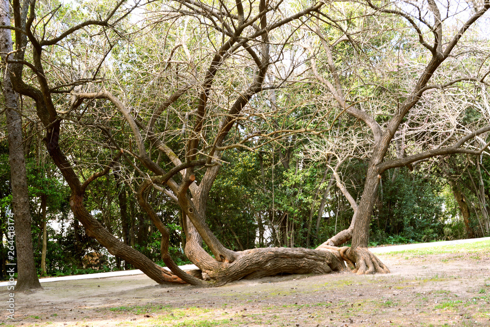 A huge tree of unusual shape, growing in the garden of Caserta.