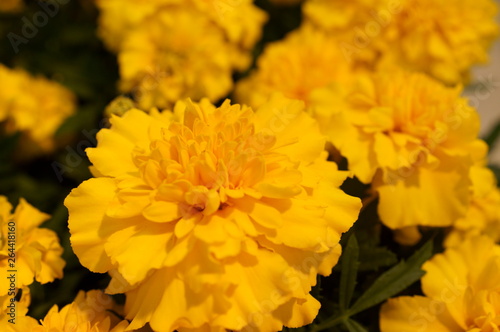 Fototapeta Naklejka Na Ścianę i Meble -  full bloom Marigold flower