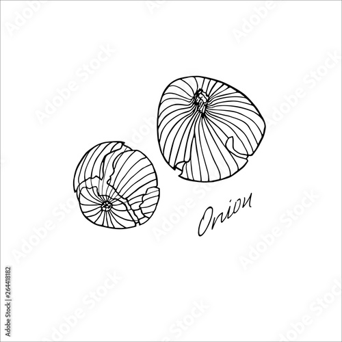 Onion hand drawn sketch with lettering