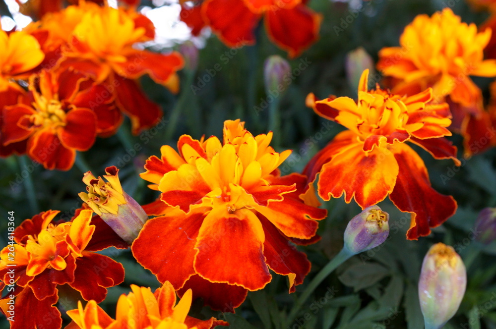 full bloom Marigold flower full bloom Marigold flower