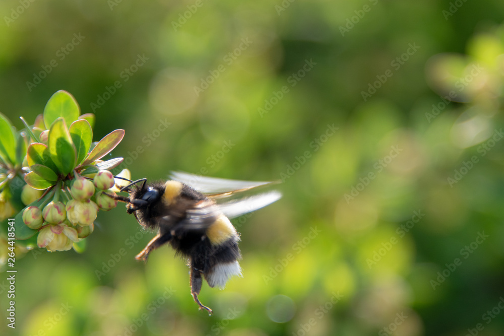 Hummel beim Nektarraub Hummel beim Nektarraub