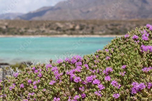Fototapeta Naklejka Na Ścianę i Meble -  Pink flowers near Elafonissi Beach, Crete island, Greece.