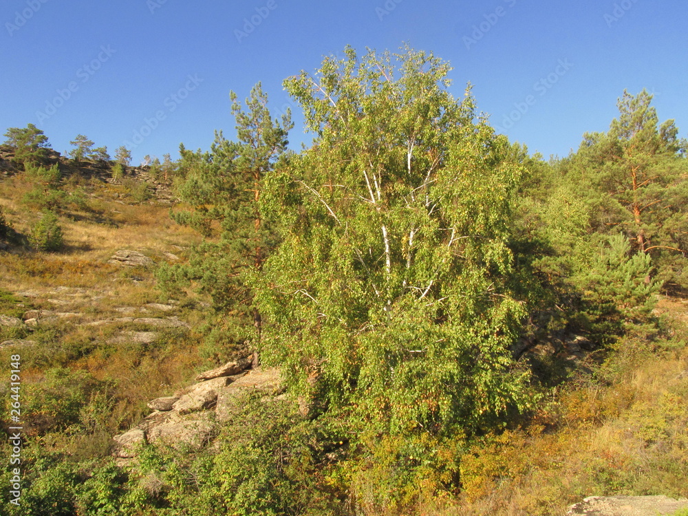 tree in mountains