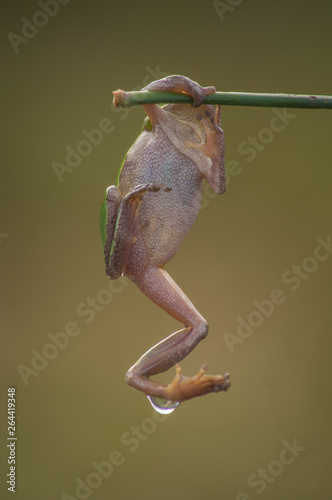 Italian tree frog (Hyla intermedia)