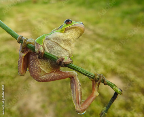Italian tree frog (Hyla intermedia)