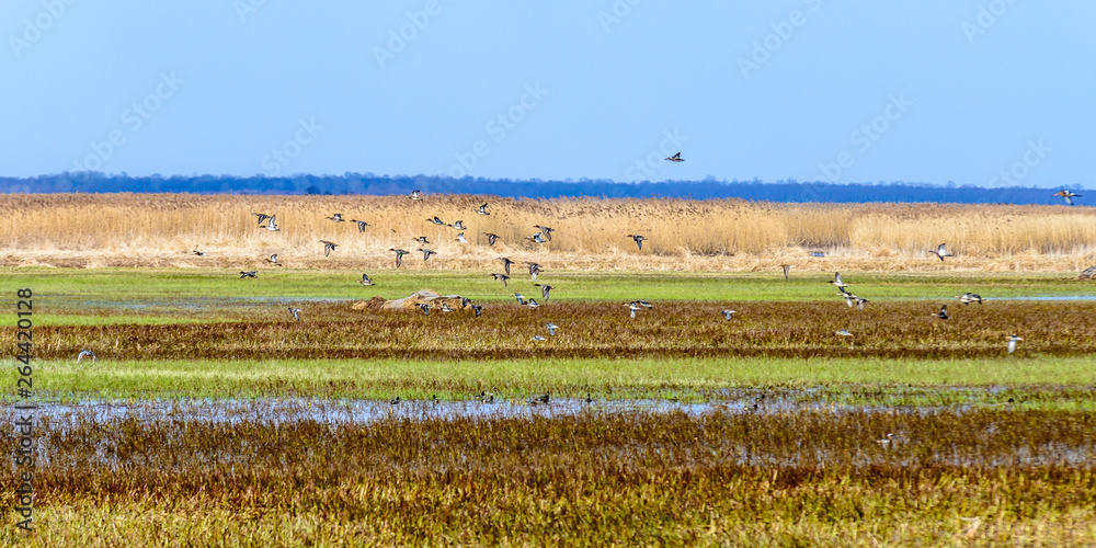 Biebrza Valley (Poland).  Backwaters near Goniadz town with birds in background