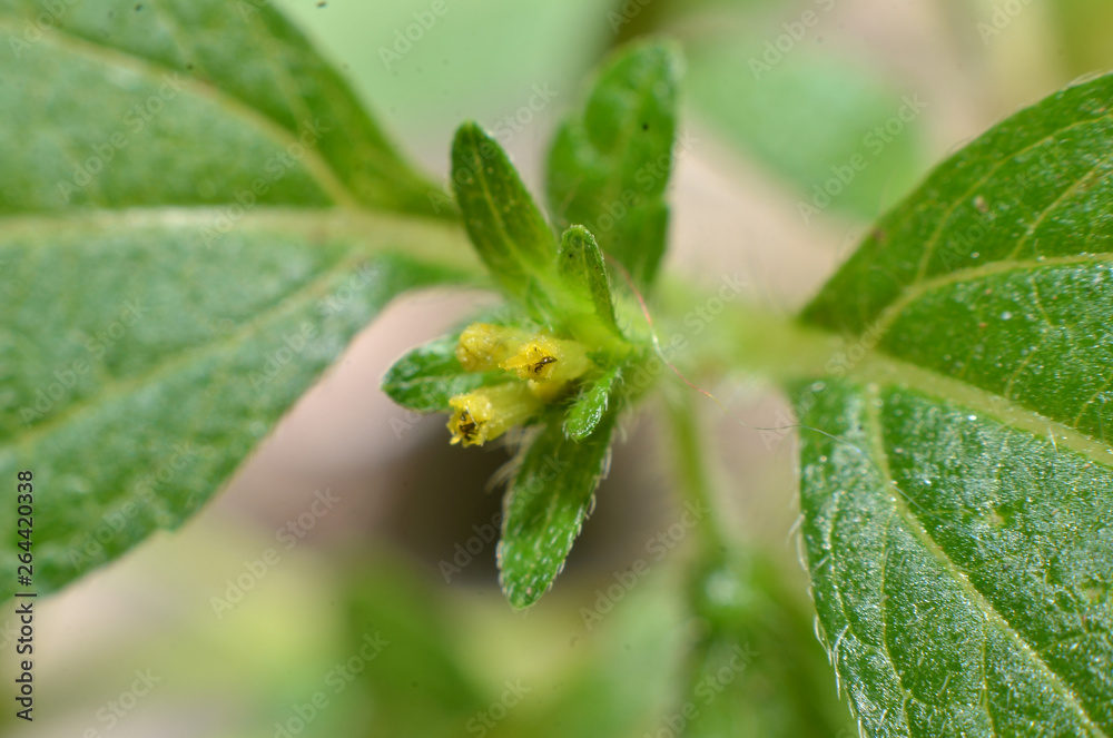 Pretty yellow flowers, shaped elongated between 2 smooth white fluffy green leave Pretty yellow flowers, shaped elongated between 2 smooth white fluffy green leave