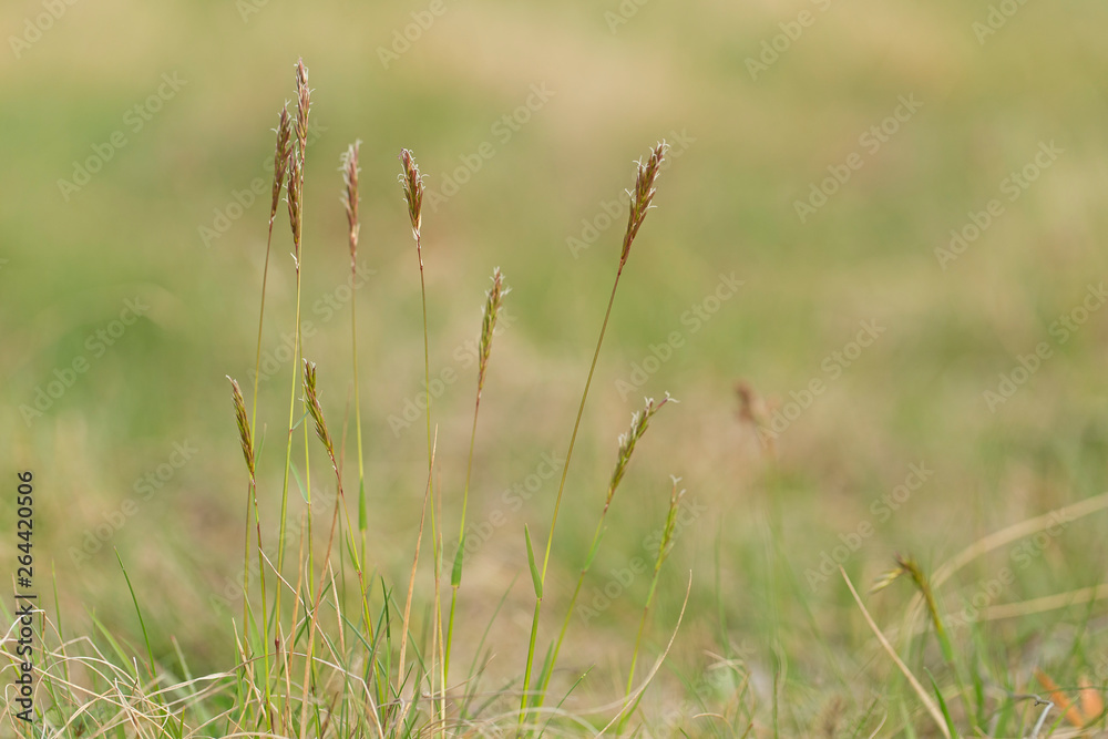 Anthoxanthum odoratum Poaceae family plant in spring at flowering time, selective focus
