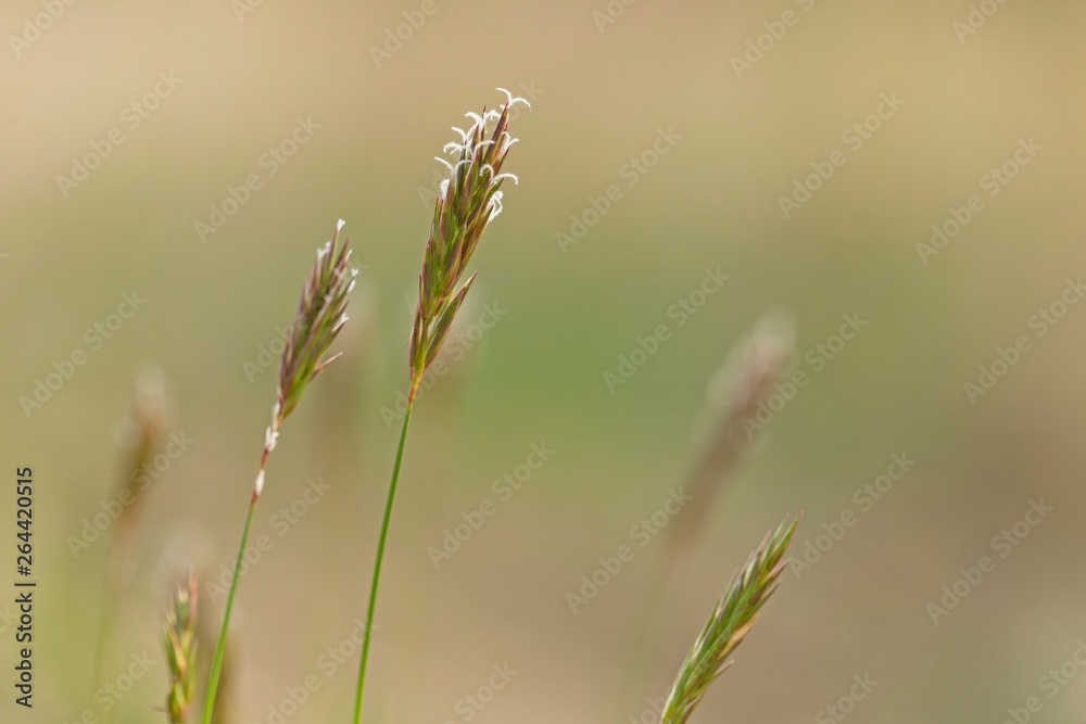 Anthoxanthum odoratum Poaceae family plant in spring at flowering time, selective focus