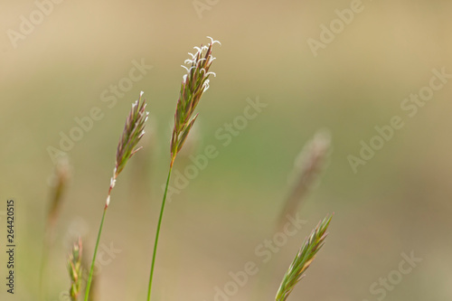 Anthoxanthum odoratum Poaceae family plant in spring at flowering time, selective focus