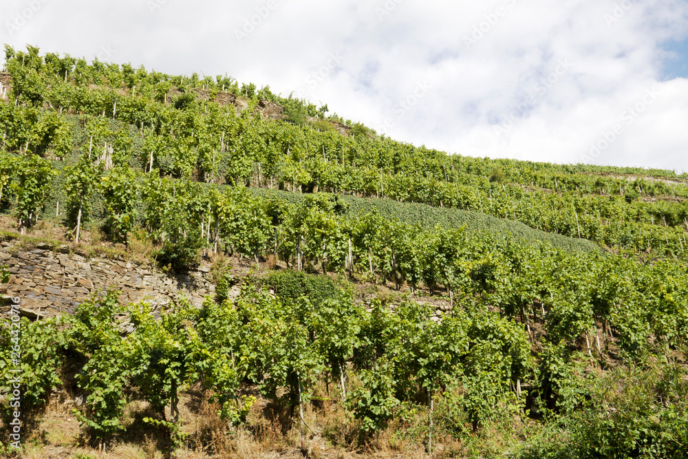 A vineyard on a slope of hill