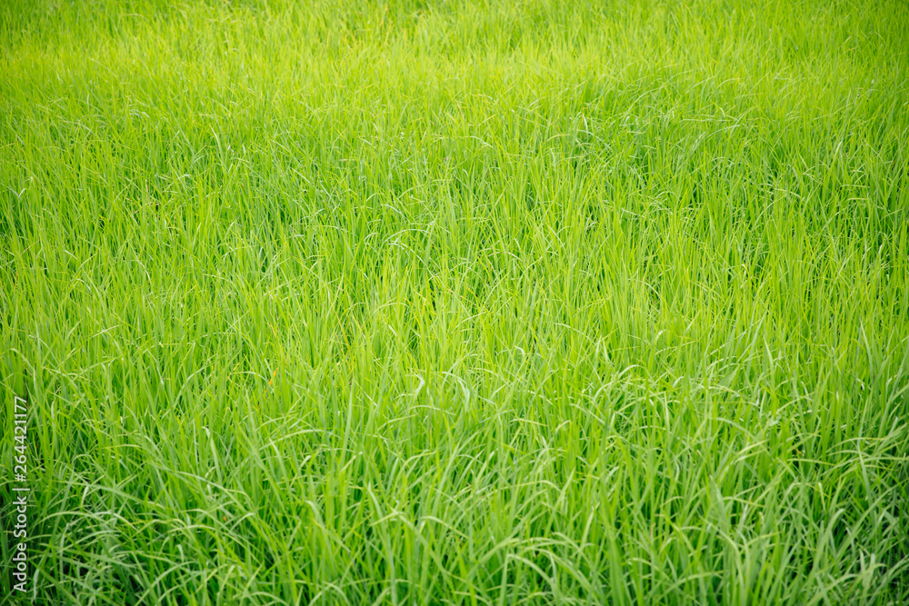 Obraz premium Paddy rice field in clear light day