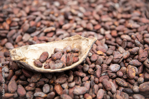 Raw cacao beans and pod