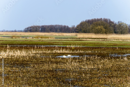 Biebrza Valley (Poland).  Backwaters near Goniadz