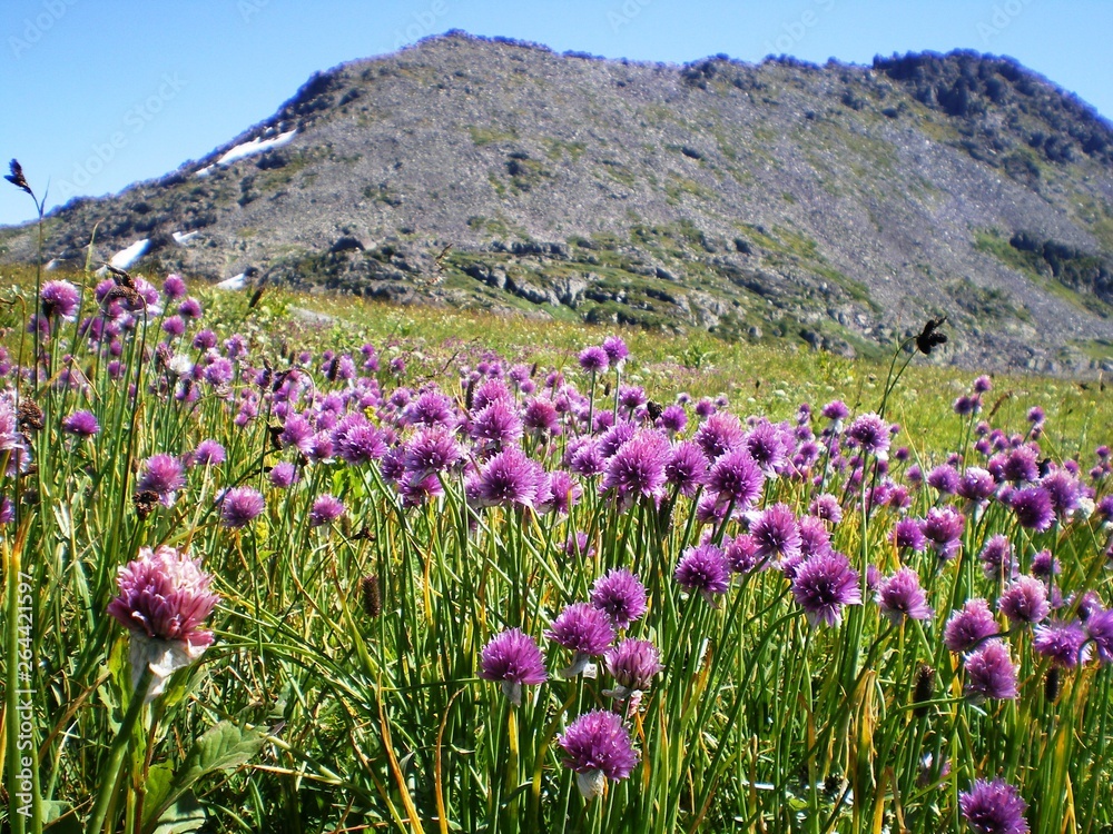 field of purple flowers