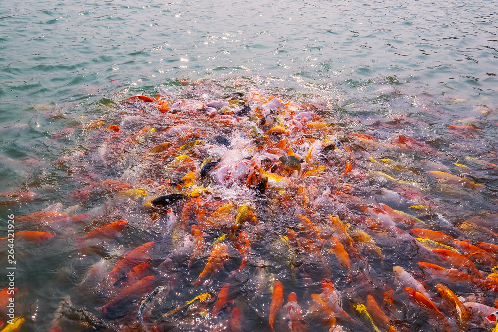 Tourism Feed Many Hungry Fancy Carp, Mirror Carp Fish, Koi in the Pond. Colorful Fish in the Pool Tourism Feed Many Hungry Fancy Carp, Mirror Carp Fish, Koi in the Pond. Colorful Fish in the Pool