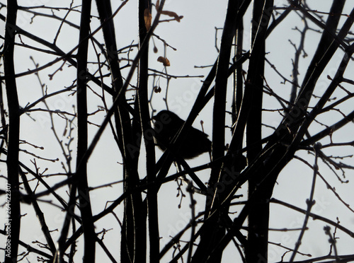 Blurred bird silhouette among dark branches