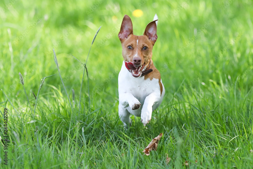 Jack Russell Terrier auf einem Spaziergang Jack Russell Terrier auf einem Spaziergang