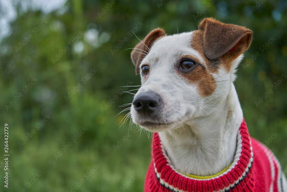 Jack Russell Terrier Jack Russell Terrier