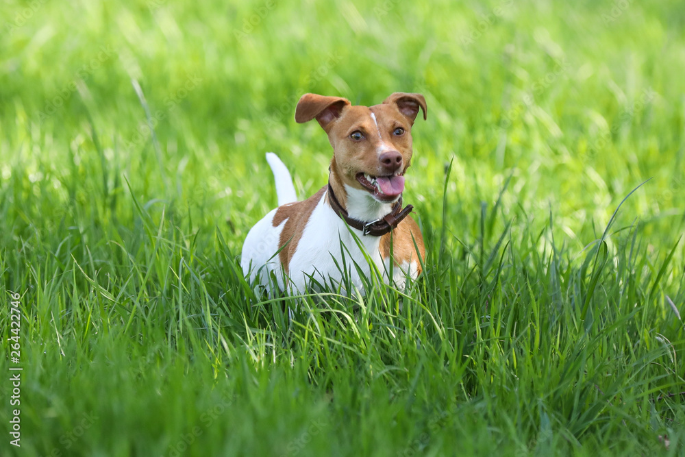 Jack Russell Terrier auf einem Spaziergang