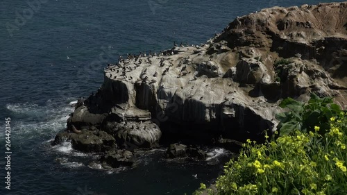 Bird colony at La Jolla Cove, San Diego, California photo