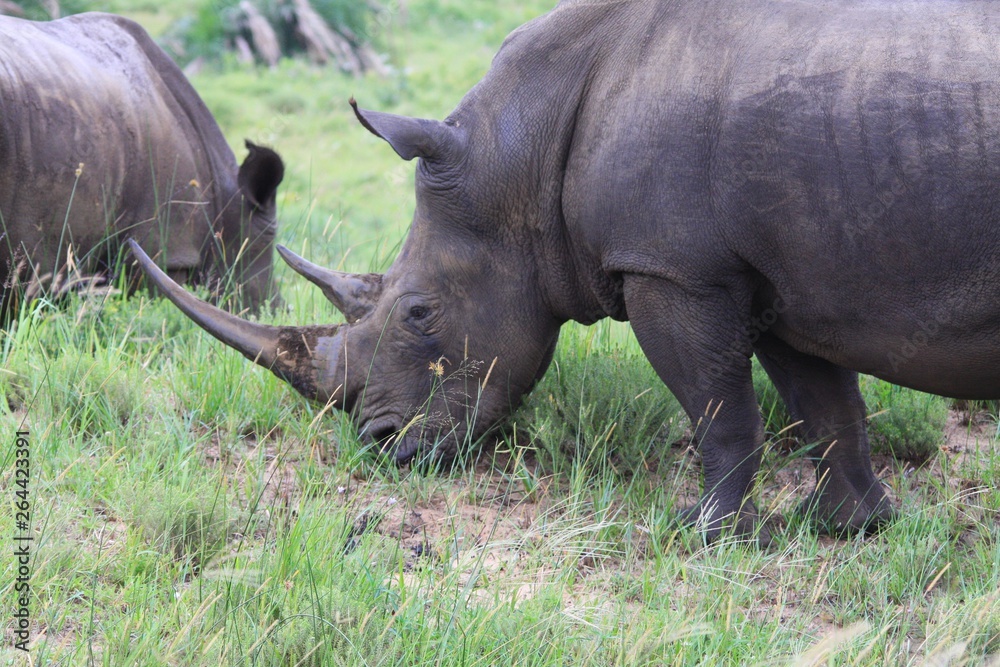 Obraz premium rhinocéros