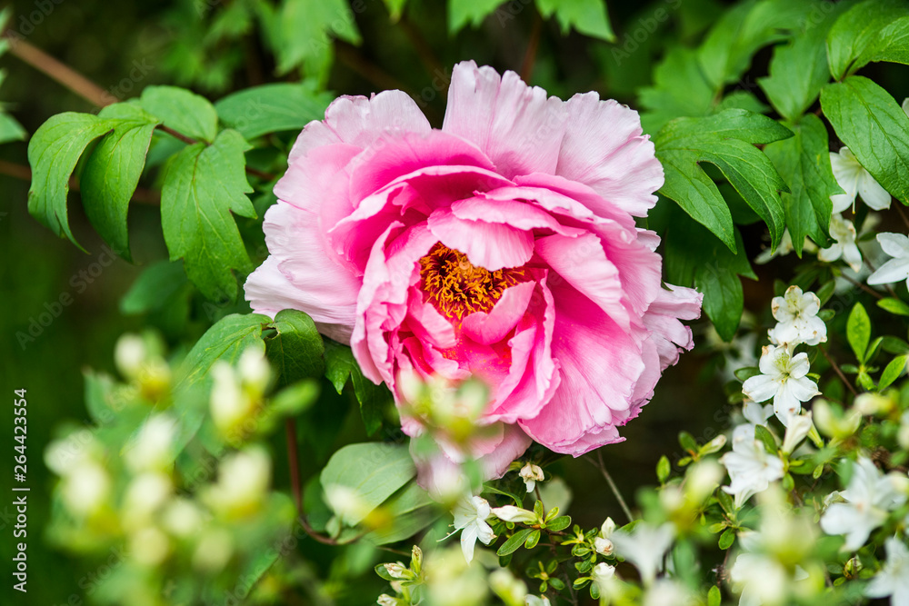 Rosafarbene Blüte einer Gartenpflanze